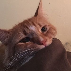 Meet your Posher, Nailah